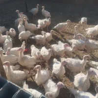 بوقلمون|حیوانات مزرعه|داراب, |دیوار