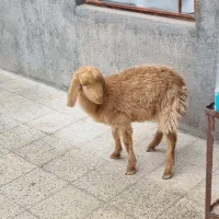 بز و بزغاله