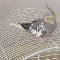 سلام یک جفت پرنده عروس هلندی نر و ماده