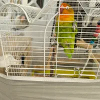 طوطی برزیلی جفت