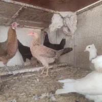 مرغ وخروس محلی