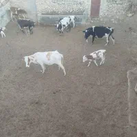 گاو وگوساله دورگ سفید