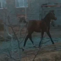 فروش کره اسب