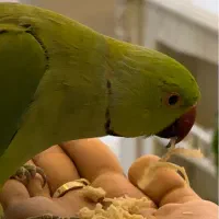 طوطی ملنگو گمشده مــژدگــانـی