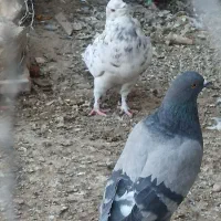 نر هفت رنگ|پرنده|هیرمند, |دیوار