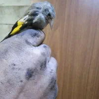 جوجه سهره نر برا منطقه لرستان|پرنده|رباطکریم, الارد|دیوار