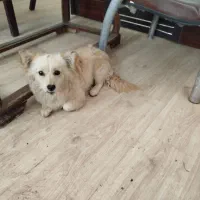 ژرمن اشپیتز یک ساله|سگ|باقرشهر, |دیوار