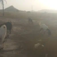 چهار