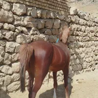 اسب نژاد دار