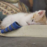 واگذاری گربه ی نر دو ماهه|گربه|تهران, فردوس|دیوار