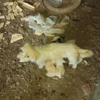 توله پا کوتاه