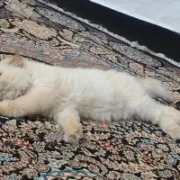 گربه پرشین دو ساله