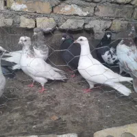 کفتر بوم