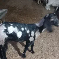 کهره ماده|حیوانات مزرعه|سیستان, |دیوار