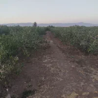 زمین-کشاورزی-پسته-70-قصب-و-نیم-حبه