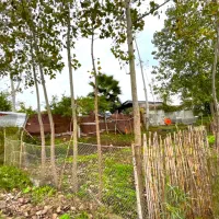 شالیزار2هزار متری چسبیده به بافت بامدارک شسته رفته|فروش زمین و ملک کلنگی|چاف و چمخاله, |دیوار