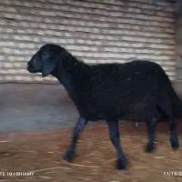 قوچ و بره قوچ|حیوانات مزرعه|بهشهر, |دیوار