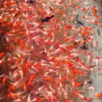 ماهی قرمز عید و کوی