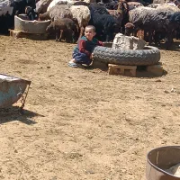 فروش 8نیسان کود حیوانی آلی خیلی زیر قیمت