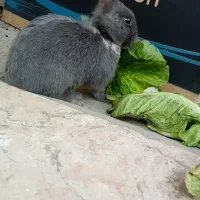 خرگوش طوسی|موش و خرگوش|تهران, طیب|دیوار