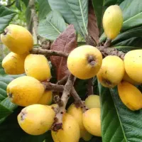 ازگیل فروشی وخریدارهستم.ازگیل به صورت عمده.سردرختی