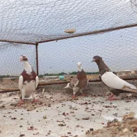 تعدادی گرفتنی شرط دور بازی پامیل