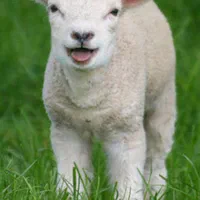 بره معاوضه با ترازو