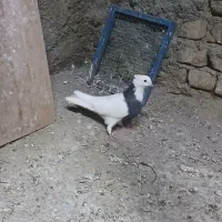 طوقی