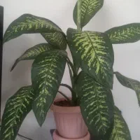 گل دیفن 2تومن