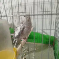 ماده ایزابلا