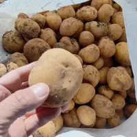 سیب زمینی|گل و گیاه طبیعی|گالیکش, |دیوار