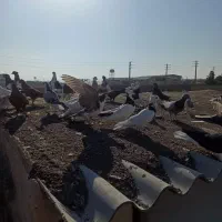 جوجه رنگه پرشی|پرنده|مشهد, شهرک صنعتی توس|دیوار