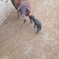 ۲راس گوسفندزاییده