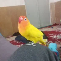 طوطی برزیلی