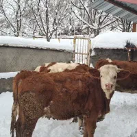 گاو سمینتال ازدوماه ابستن تا۵ماه موقعیت ساوجی