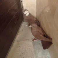 کبوتر