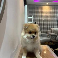 پامر سه ماهه ماده|سگ|سهند, |دیوار