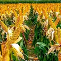 کود ارگانیک محصول خوب