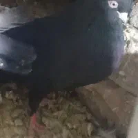 کفتر سیاه ماده ذاغ چشم‌ نوک سفید