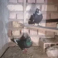 کبوتر سیاه پلنگ کلایی