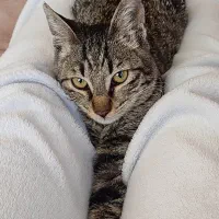 واگذاری رایگان گربه به شرط فرم تعهد