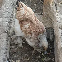 تخم نطفه دار برهما|حیوانات مزرعه|کاشان, راوند|دیوار