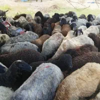 گوسفند