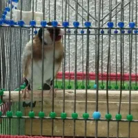 سهره جوجه قفس|پرنده|امیدیه, |دیوار