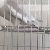 ایزابلا نر|پرنده|باغ بهادران, |دیوار