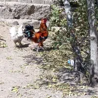 خروس گلین اصل