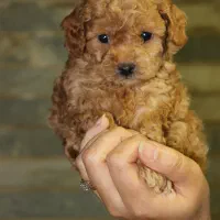 پودل عروسکی