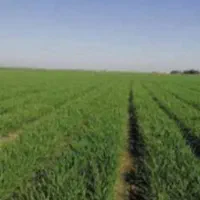 اجاره 20 هکتار زمین کشاورزی آبی