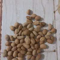 بادام حدود ۵۰۰ کیلو|خوردنی و آشامیدنی|دلیجان, |دیوار