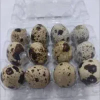 پک ۱۲ تخم بلدرچین ۶۵ و تخم  نطفه   ، بلدرچین زنده